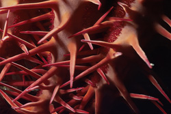 Explore the Fascinating World of the Crown of Thorns Starfish