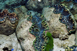 Dive into the World of Giant Clams (Tridacna) in the South Pacific