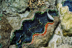 Amazing Giant Clam in the Coral Reef of Namenalala, Fiji