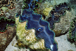 Giant Clam (Tridacna) in Namenalala, Venua Levu, Fiji