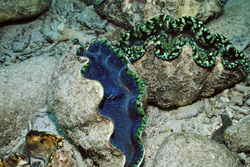 Impressive Giant Clam - Tridacna in the Wild