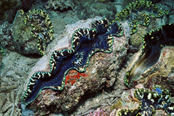 Amazing shots of the impressive Giant Clam (Tridacna) in the South Pacific