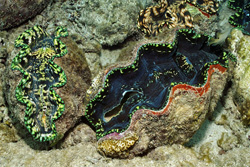 Dive into the World of Giant Clam (Tridacna)