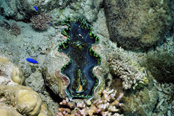 Experience the impressive Giant clam (Tridacna) in its natural habitat in Namenalala, Fiji