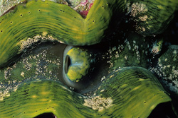 Experience the Beauty of the Giant Clam in the Underwater World