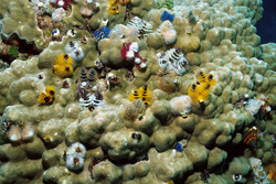 Explore the Fascinating Christmas Tree Worms in Namenalala, Fiji