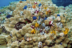 Colorful Christmas Tree Worms - Fascinating Marine Creatures on Stony Corals