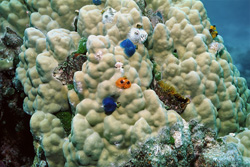 Discover Colorful Christmas Tree Worms in the Waters of Fiji