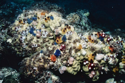 Fascinating Christmas tree worms at a vibrant reef