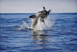 Urploetzlich schießt ein riesiger, tonnenschwerer Koerper aus dem Wasser. Im Maul haelt der Weiße Hai (Carcharodon carcharias) Koekie, unsere Robben-Attrappe.