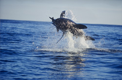 A Great White Shark surprises with a spectacular breach near Dyer Island