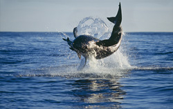 Great White Shark - Jumping