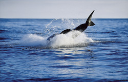 Ein springender Weißer Hai (Carcharodon carcharias) in der Abtauchphase