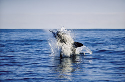 Suddenly, a huge and very heavy body is rocketing out of the water like a torpedo. It has “Koekie” in its mouth.