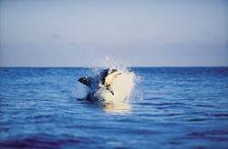 Suddenly, a huge and very heavy body is rocketing out of the water like a torpedo. It has “Koekie” in its mouth.