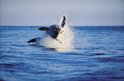 Urploetzlich schießt ein riesiger, tonnenschwerer Koerper aus dem Wasser. Im Maul haelt der Weiße Hai (Carcharodon carcharias) Koekie, unsere Robben-Attrappe.