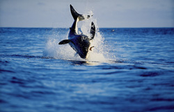 Urploetzlich schießt ein riesiger, tonnenschwerer Koerper aus dem Wasser. Im Maul haelt der Weiße Hai (Carcharodon carcharias) Koekie, unsere Robben-Attrappe.