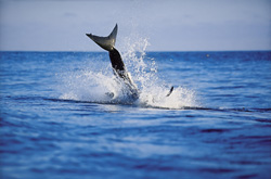 Ein springender Weißer Hai (Carcharodon carcharias) beim Eintauchen in sein Element.