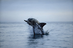 Suddenly, a huge and very heavy body is rocketing out of the water like a torpedo. It has “Koekie” in its mouth.