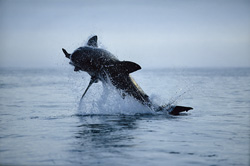 Urploetzlich schießt ein riesiger, tonnenschwerer Koerper aus dem Wasser. Im Maul haelt der Weiße Hai (Carcharodon carcharias) Koekie, unsere Robben-Attrappe.
