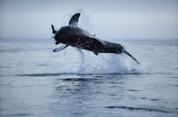 Urploetzlich schießt ein riesiger, tonnenschwerer Koerper aus dem Wasser. Im Maul haelt der Weiße Hai (Carcharodon carcharias) Koekie, unsere Robben-Attrappe.