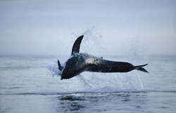 Suddenly, a huge and very heavy body is rocketing out of the water like a torpedo. It has “Koekie” in its mouth.
