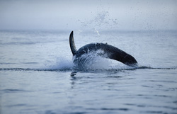 Ein Weißer Hai (Carcharodon carcharias) springt vor Dyer Island aus dem Wasser und taucht wieder ab.