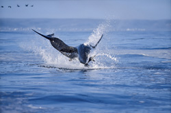 Suddenly, a huge and very heavy body is rocketing out of the water like a torpedo. It has “Koekie” in its mouth.