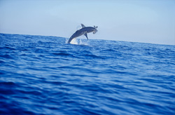 A captivating moment with a breaching Great White Shark off Dyer Island