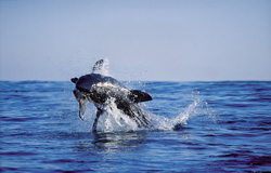 Suddenly, a huge and very heavy body is rocketing out of the water like a torpedo. It has “Koekie” in its mouth.