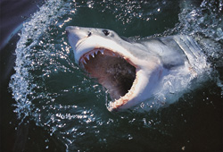 A breathtaking Great White Shark with wide open mouth