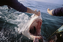 A Great White Shark (Carcharodon carcharias) with its mouth wide open on the water surface, directly at the outboard engine. The dark blue shark eye and its mouth are visible in detail.