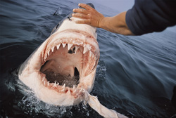 The impressive Great White Shark and its feared teeth off the coast of Gansbaai