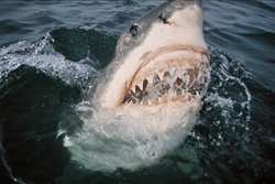 Fascinating Great White Shark showcases impressive jaws in South Africa