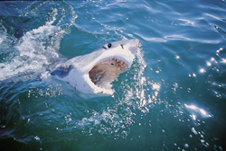 The mighty Great White Shark emerges near Dyer Island, an impressive sight