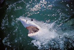 A majestic Great White Shark surfaces off the coast of Gansbaai, offering a captivating sight