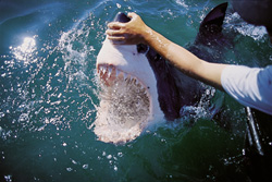 Rencontre avec le grand requin blanc : Une expérience unique au large de Gansbaai/Dyer Island