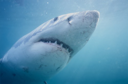 The great white shark relies on the element of surprise when hunting for prey in South Africa