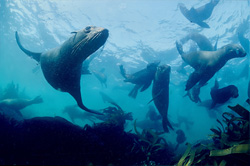 South African fur seals (Arctocephalus pusillus) - Majestic marine creatures