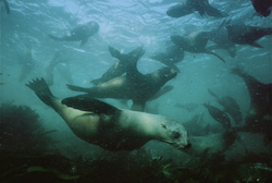 Discover fascinating South African fur seals underwater