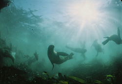 Découvrez la beauté des otaries à fourrure en contre-jour sur Geyser Rock