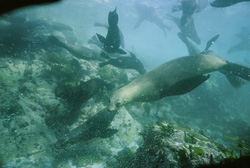 Focche Giocose sott'acqua a Gansbaai, Capo Occidentale, Sudafrica