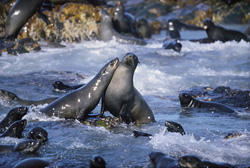 Fur Seal
