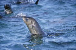Foca dalla pelliccia sudafricana si mostra sull'isola rocciosa di Geyser Rock