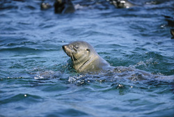 Foca de piel sudafricana en Geyser Rock explorando su entorno
