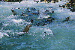 Las focas de piel sudafricanas disfrutan jugando en las olas tumultuosas de Geyser Rock