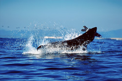 An impressive white shark breaching near Dyer Island