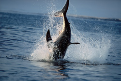 Urploetzlich schießt ein riesiger, tonnenschwerer Koerper aus dem Wasser. Im Maul haelt der Weiße Hai (Carcharodon carcharias) Koekie, unsere Robben-Attrappe.