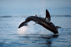 Suddenly, a huge and very heavy body is rocketing out of the water.