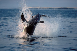 Experience the power and elegance of a breaching Great White Shark